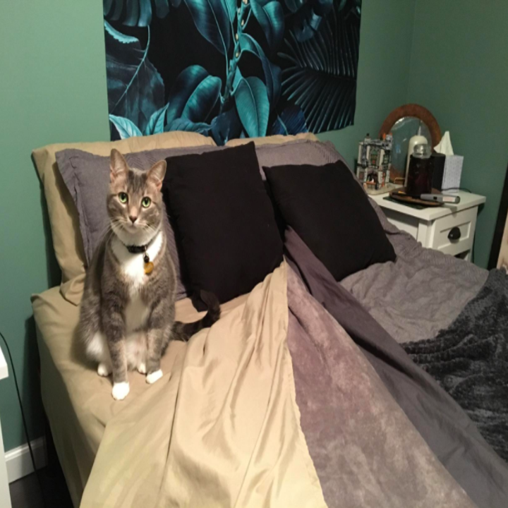 a different reviewer's photo of a cat sitting on the sheets
