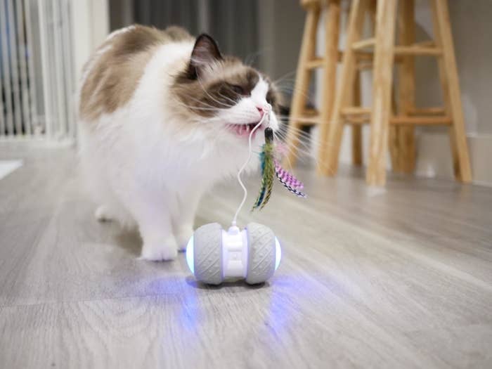 A cat biting at the feather attachment on the antenna sticking up from the two light-up wheels