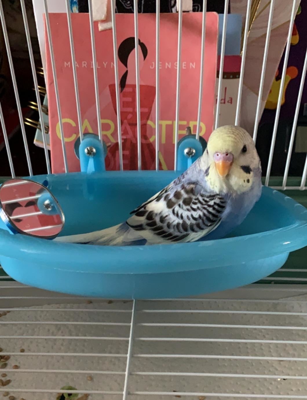 A parakeet in the blue tub affixed to the side of a cage, with a round mirror at one end