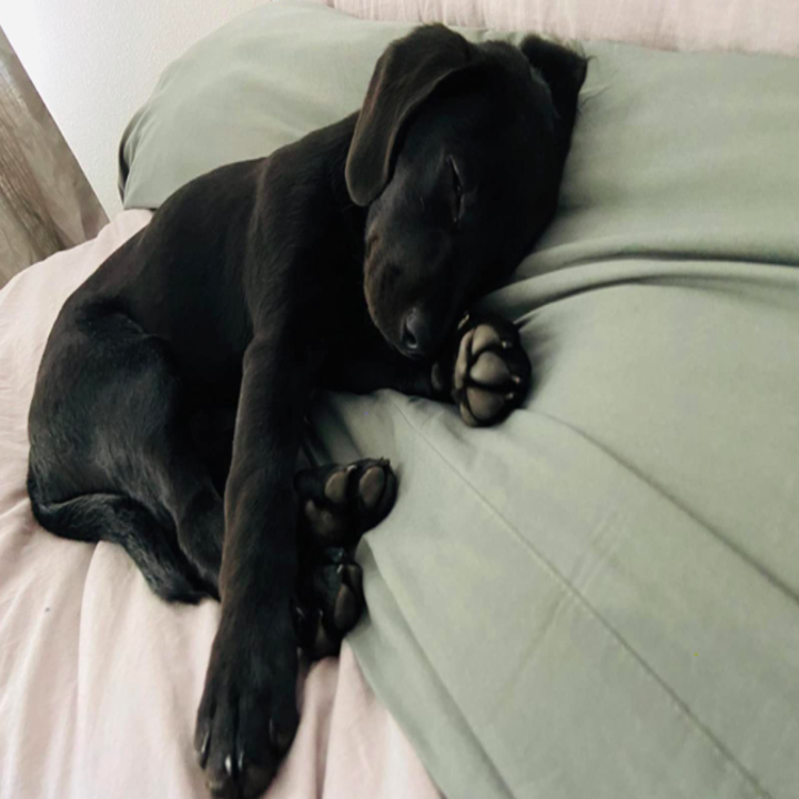 a reviewer's photo of a black puppy laying on the sheets 