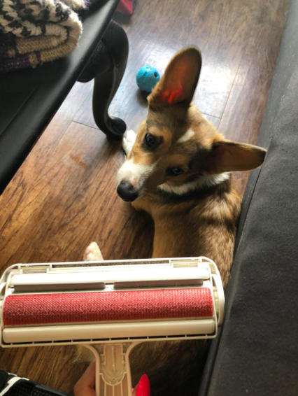 a reviewer photo of a corgi and the roller 