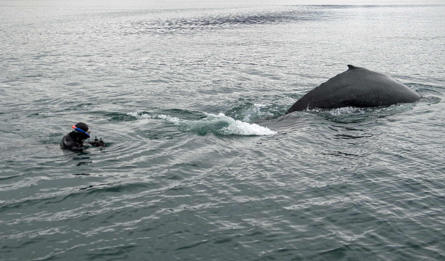 A person in the water with a snorkel about 6 feet from a whale