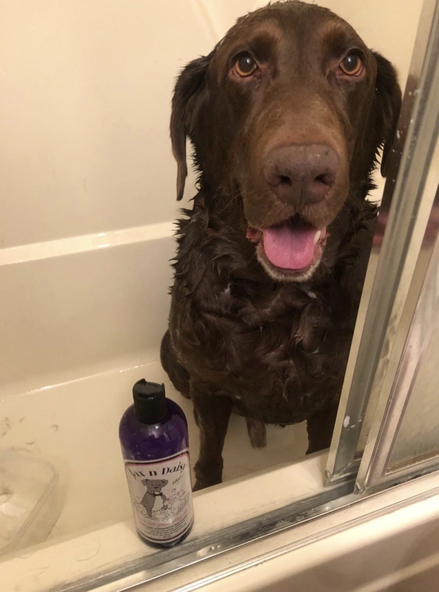 A chocolate lab wet in the shower tub next to a shampoo bottle
