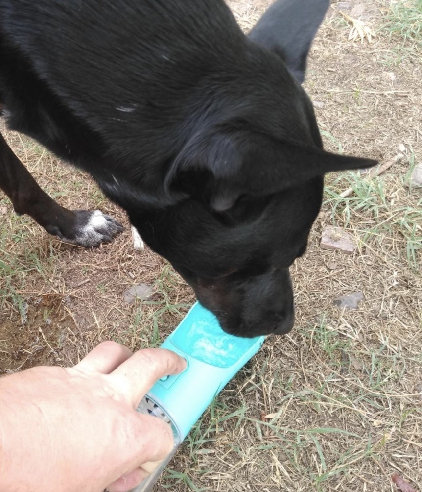 Person is holding the water bottle button to release water for their black dog to drink