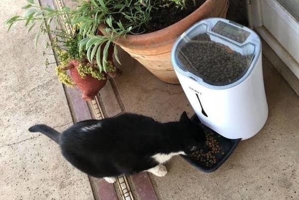 A reviewer photo of their cat eating food out of the automatic feeder.