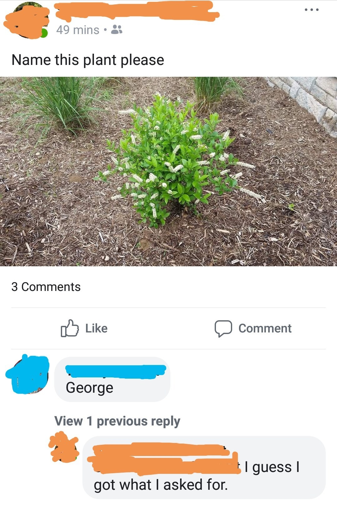 A posted photo of a plant asking &quot;please name this plant&quot; and a commenter saying &quot;George&quot;