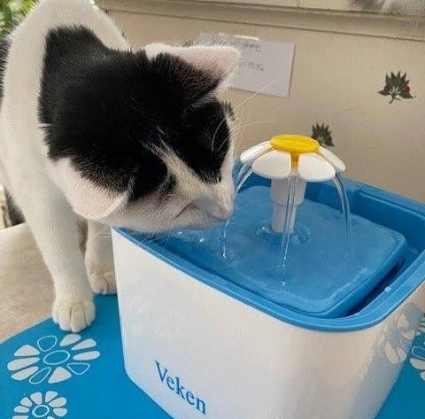 Reviewer&#x27;s cat drinking from the flower-like fountain 