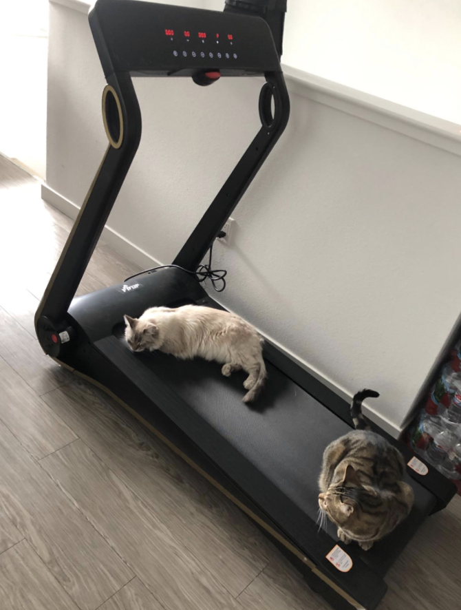 black treadmill in house with cats lounging on it 