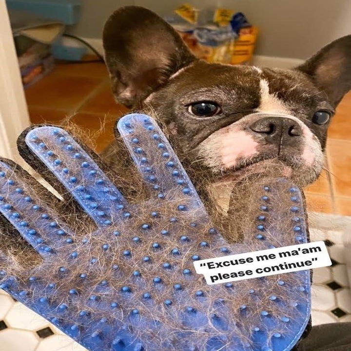 The grooming glove with silicone nodules, full of hair held in front of a French bulldog