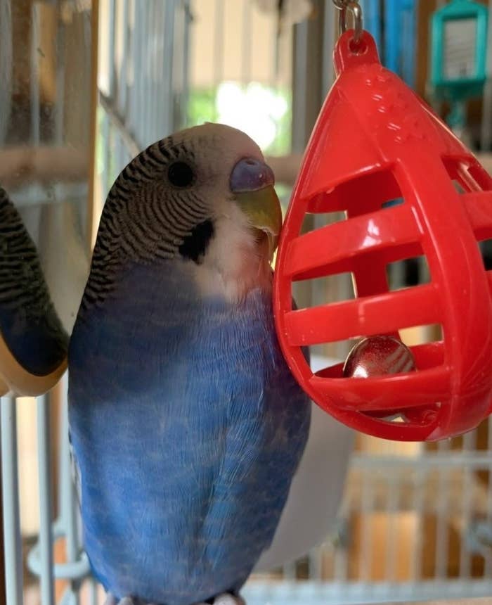 A blue parakeet playing with a red plastic punching bag toy