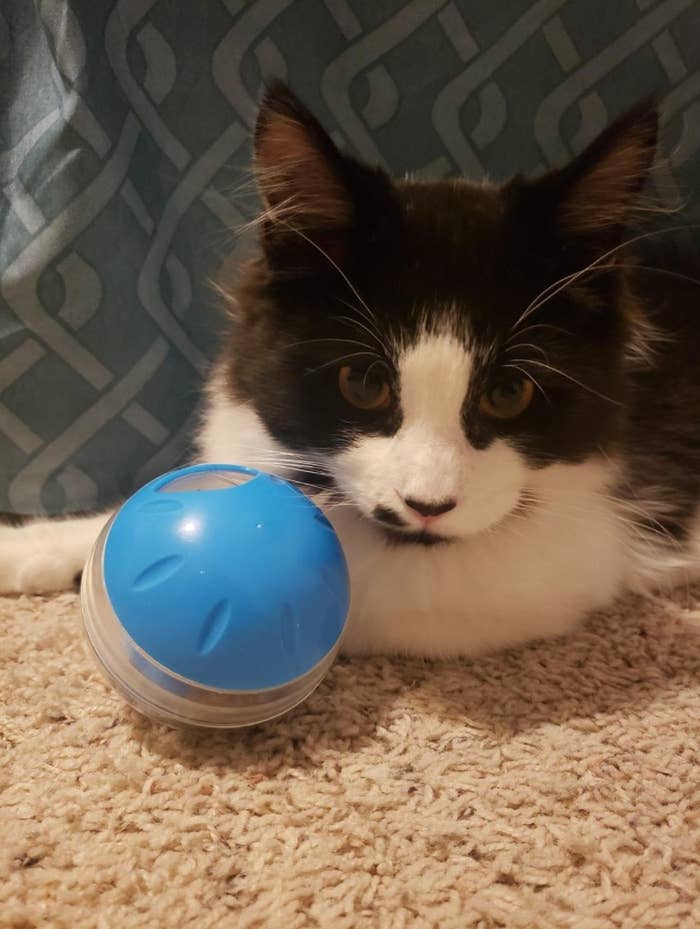 A reviewer&#x27;s cat with the treat ball in blue