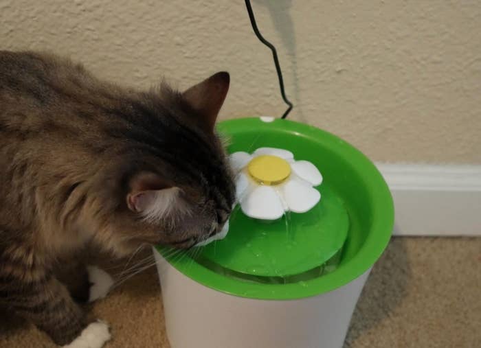 A reviewer&#x27;s image of their cat drinking out of the green and white water fountain