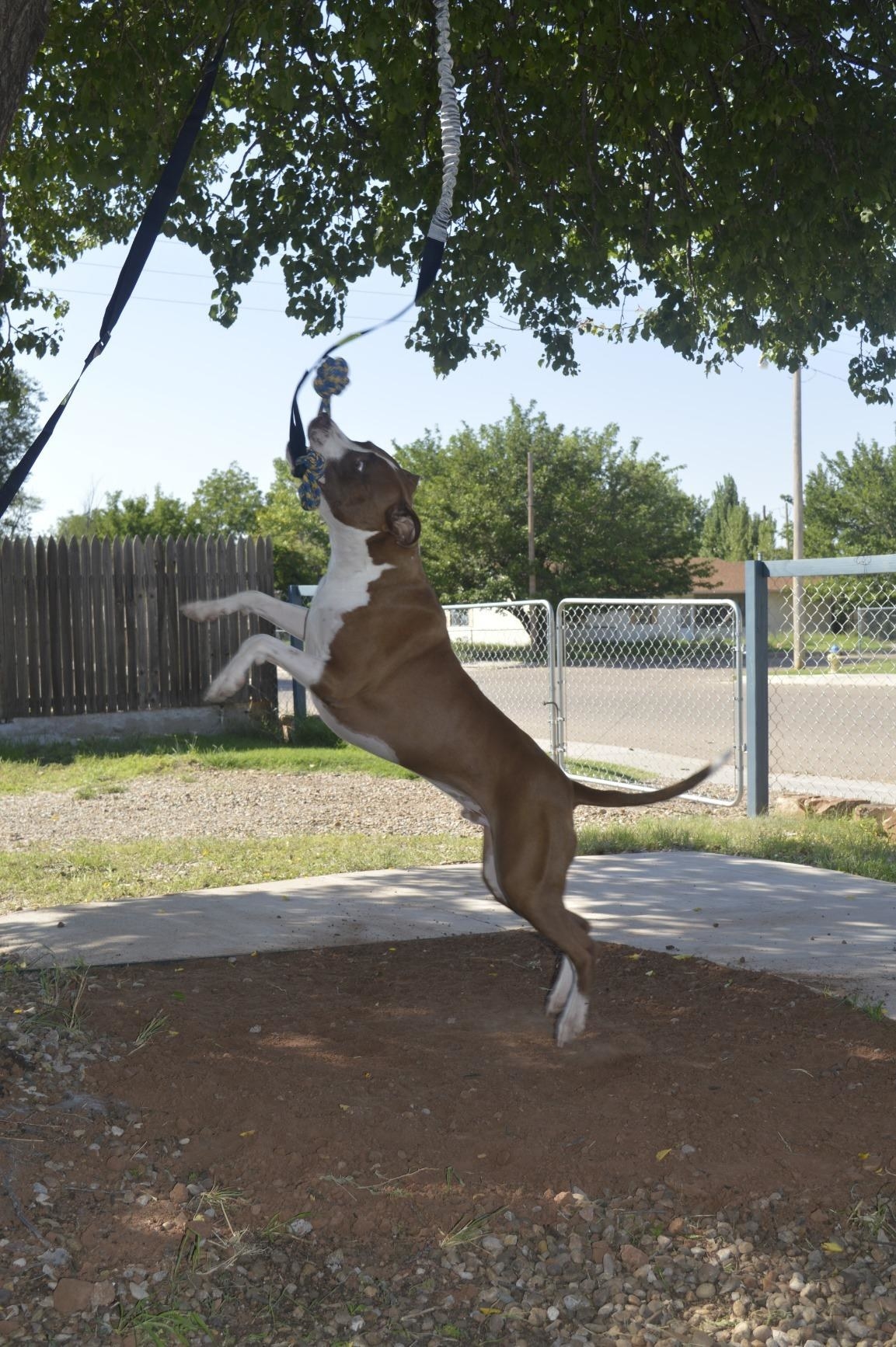 Pitbull hotsell exercise toys