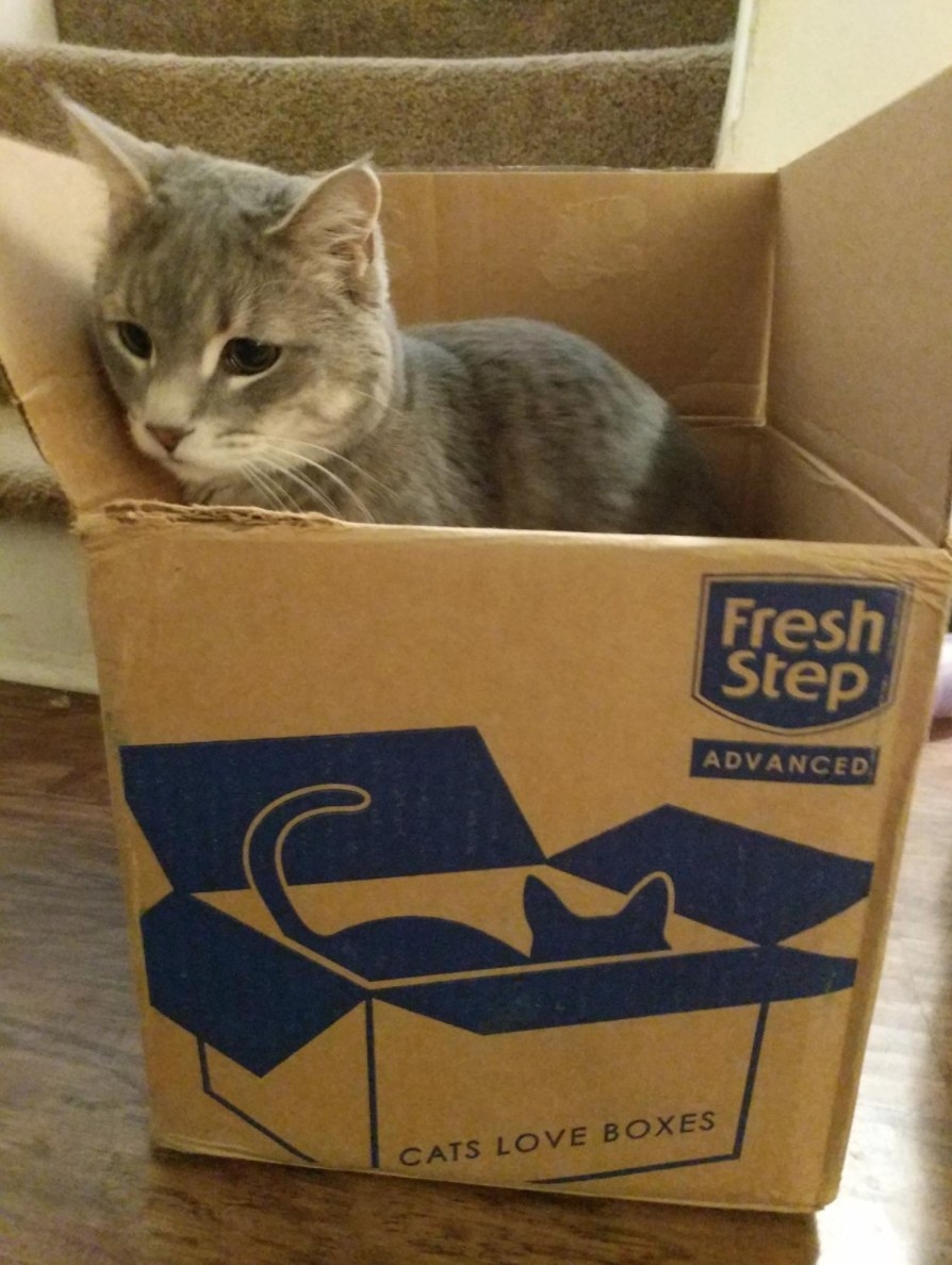 A reviewer&#x27;s cat in the cardboard box the Fresh Steps litter arrived in