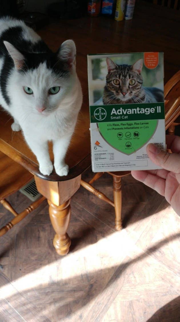 The reviewer&#x27;s cat with tge flea prevention six dose pack