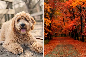 Dog and fall landscape.