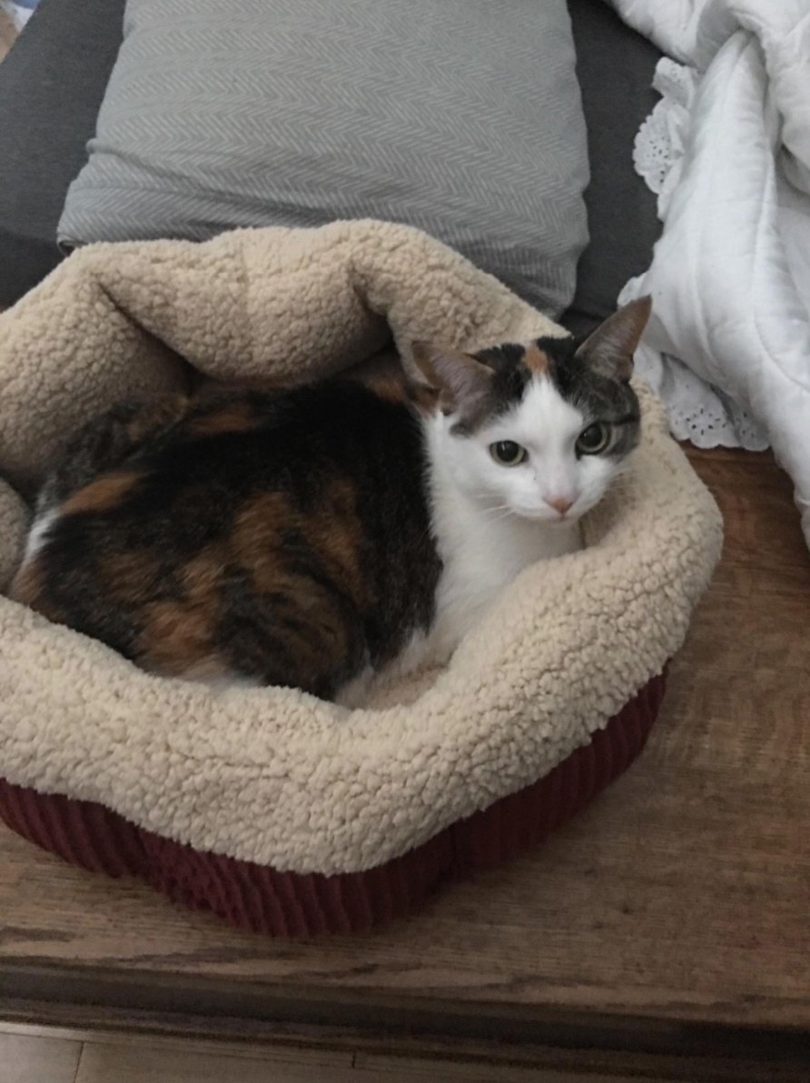 The reviewer&#x27;s cat in the cozy cat bed in barn red / cream