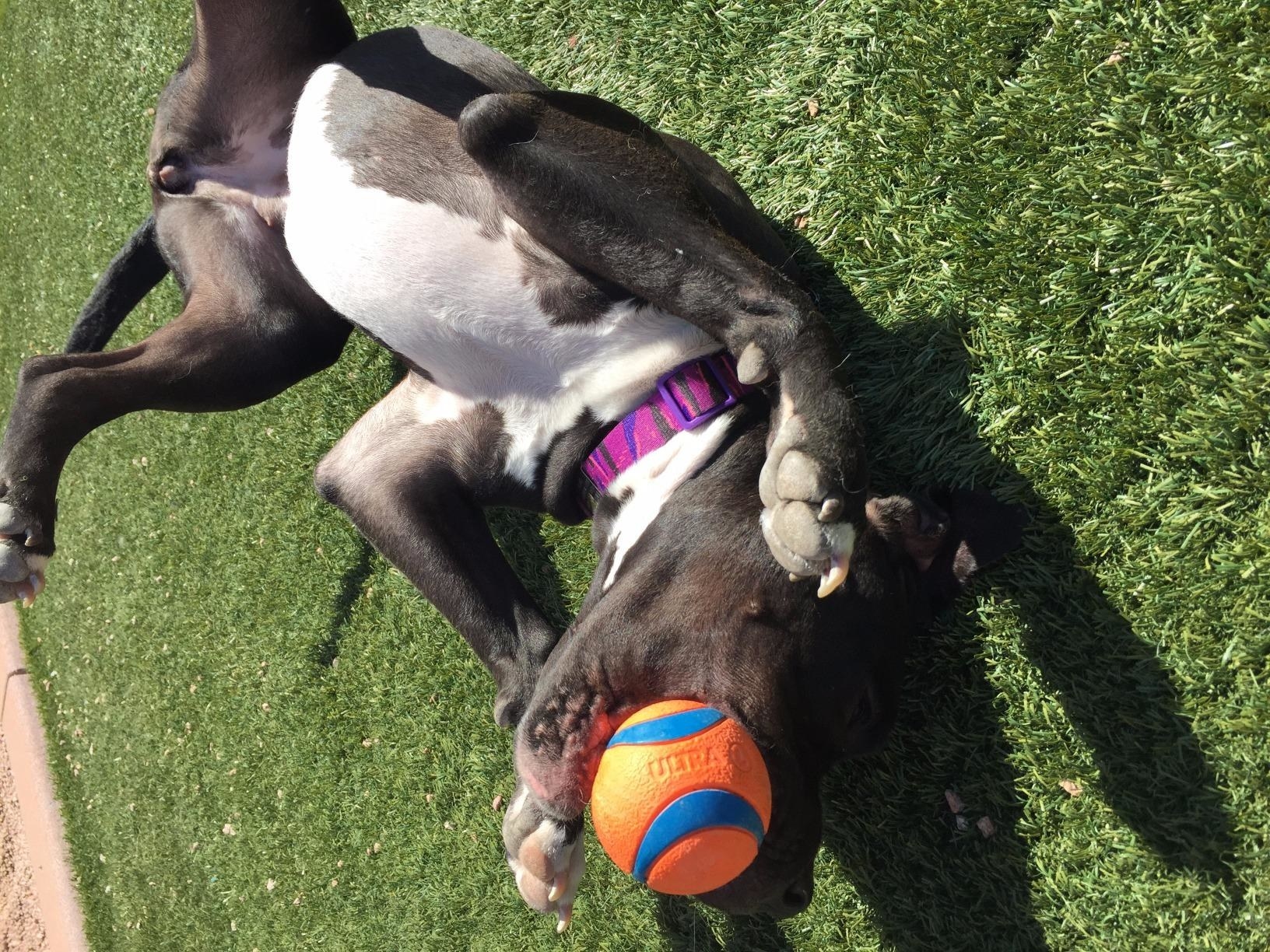 Homemade chew toys for pit clearance bulls