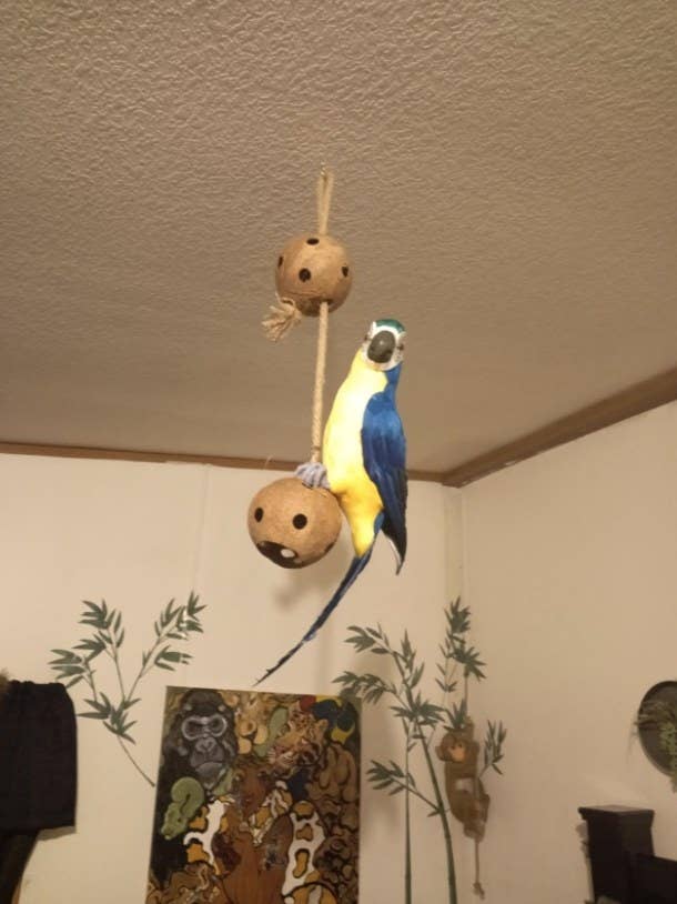 A blue parrot sits on a coconut toy dangling from the ceiling