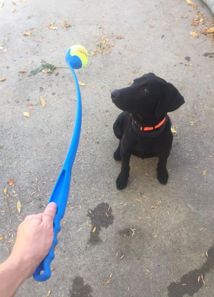 A reviewer&#x27;s image of their dog with ball launcher classic in medium blue