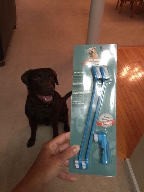 The pack, which comes with two double-sided toothbrushes and a finger brush