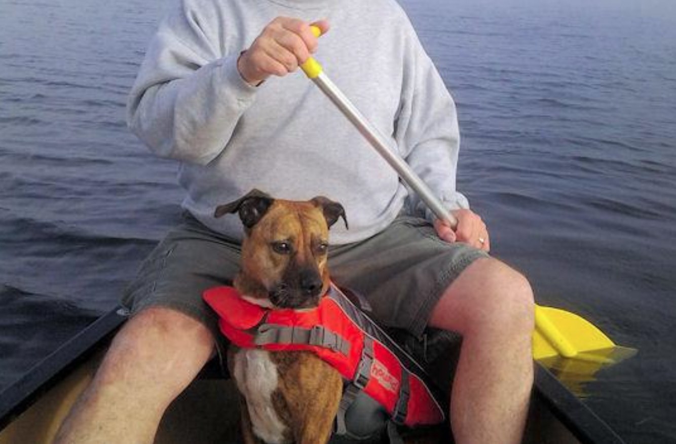 A reviewer&#x27;s picture of their dog in the life vest in a kayak