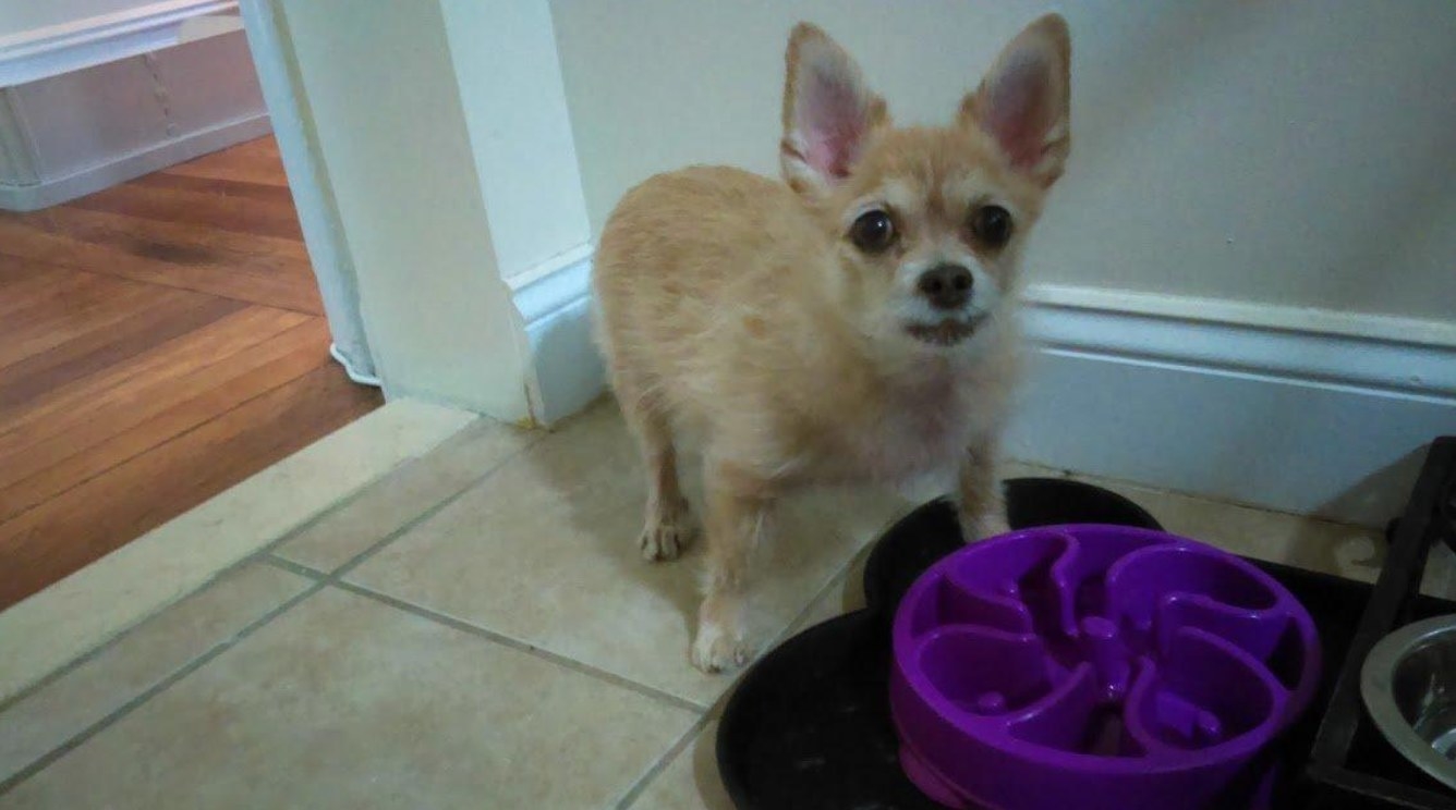 A reviewer&#x27;s dog with the bowl in purple