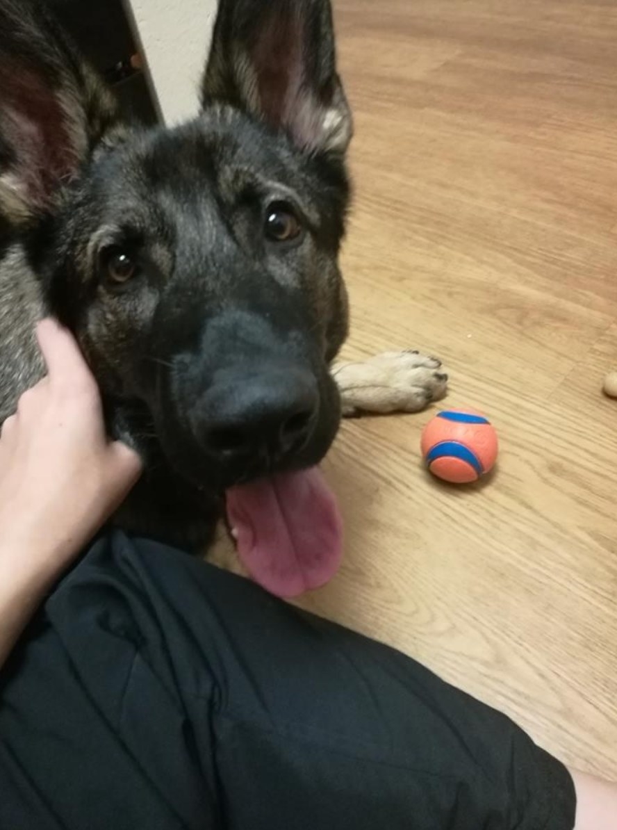 A reviewer&#x27;s German Shepphard with the chuck it ball