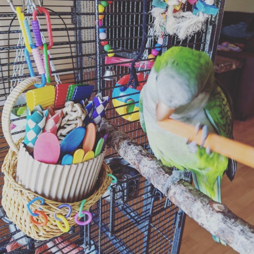 A green parrot sits on a perch next to a hanging basket of toys. 