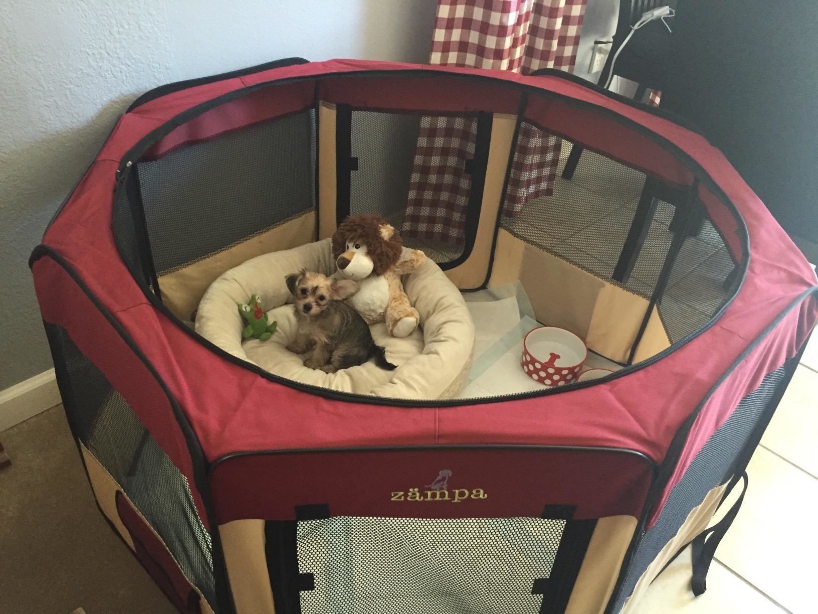 Playpen with mesh sides and inside is a dog bed and pee pads