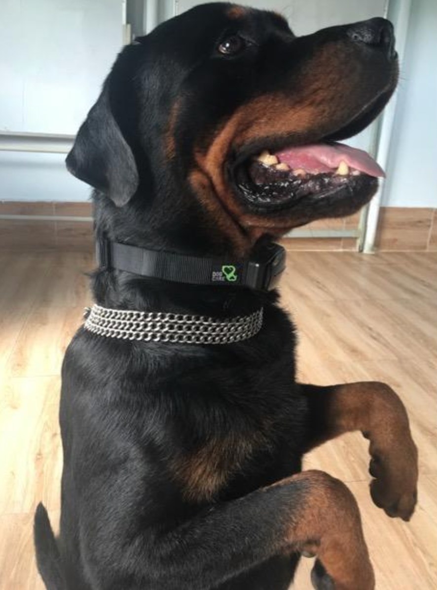 Reviewer&#x27;s dog sitting with the collar