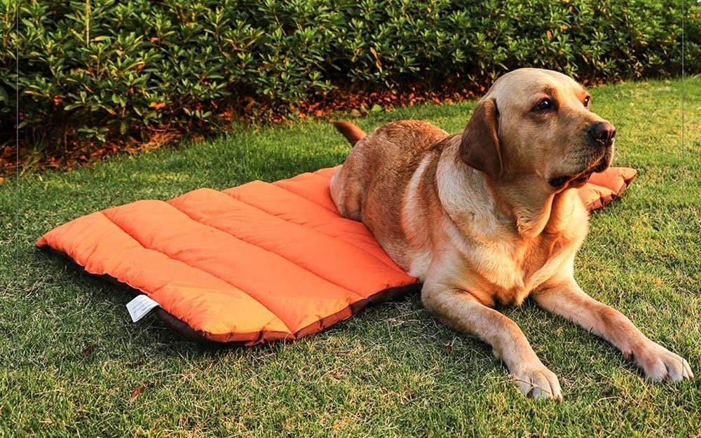 large dog on orange puffy mat in grass