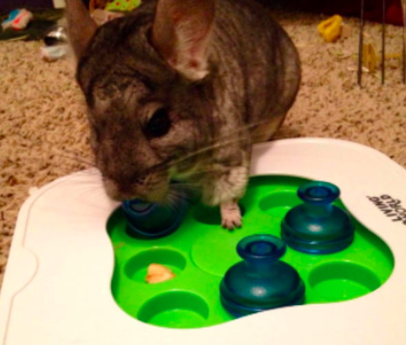 Reviewer photo of a chinchilla moving cups to find treats hidden underneath