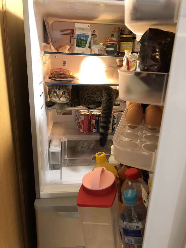 冷蔵庫を開けるとササッ お酒と卵と猫しかない 食材に紛れこむ姿に注目集まる