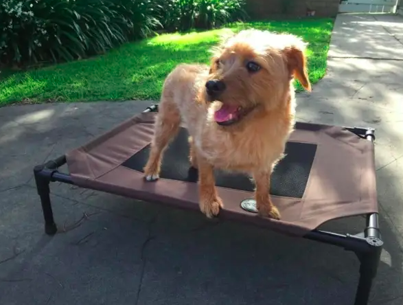 dog sitting on raised pet cot
