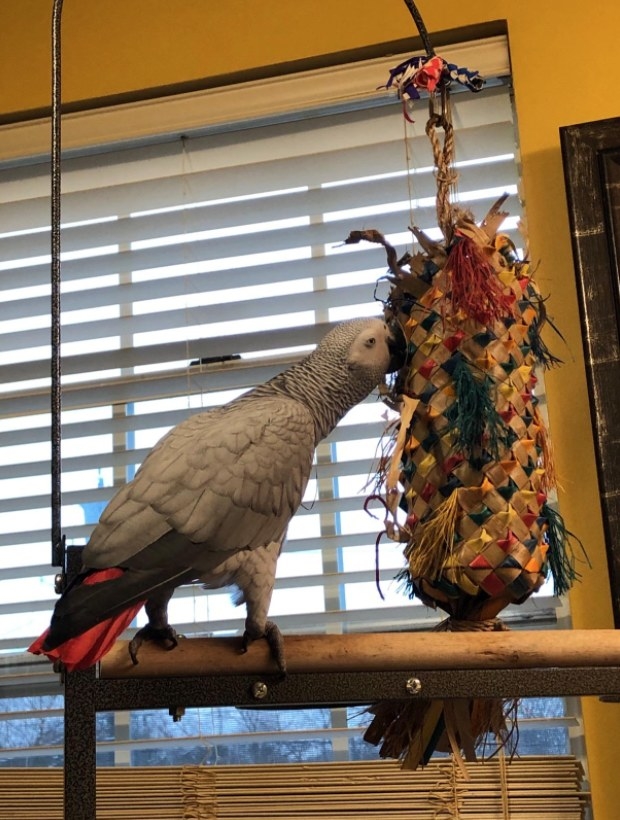A gray parrot plays with a parrot piñata 