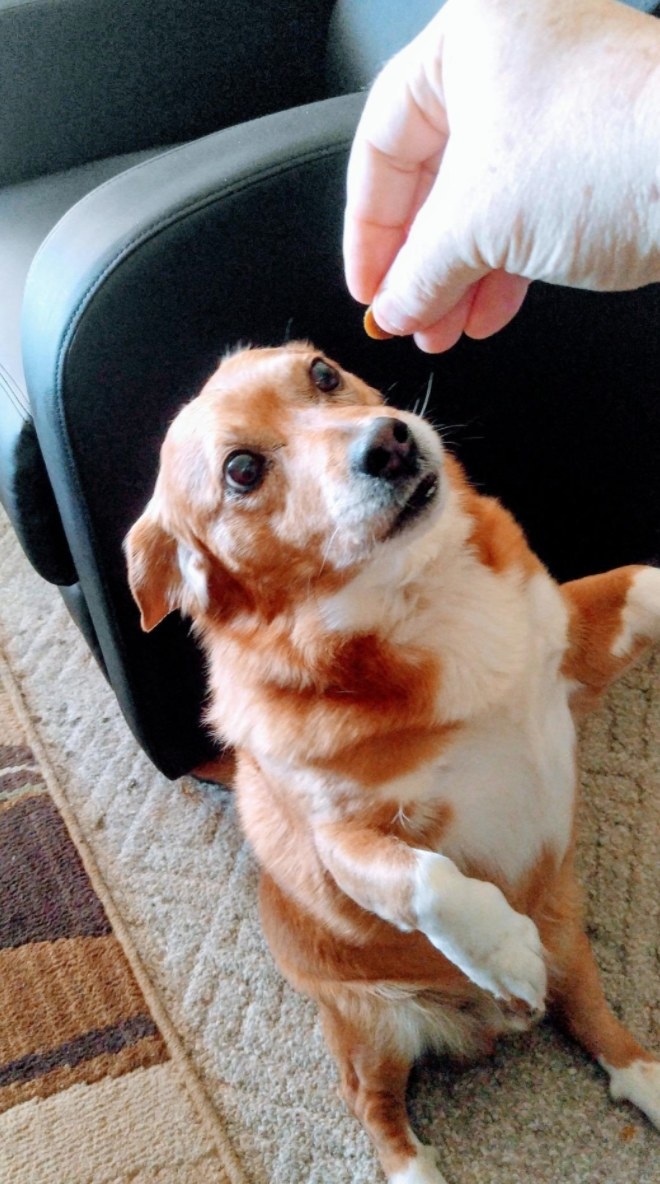 A reviewer&#x27;s dog being fed one of the hemp treats