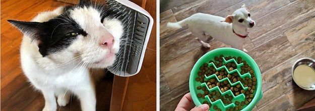 Side by side of cat using mounted wall brush and reviewer holding slow feeder dog bowl