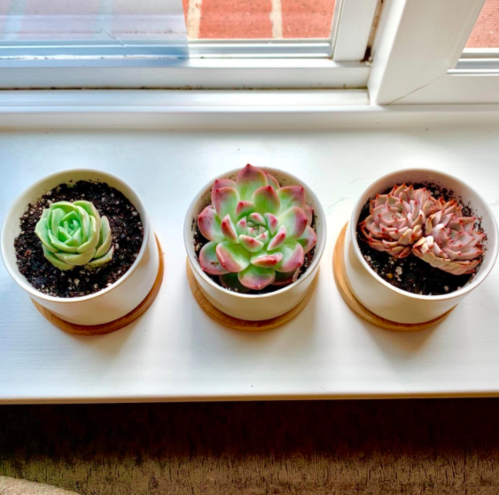 three pots with plants in them