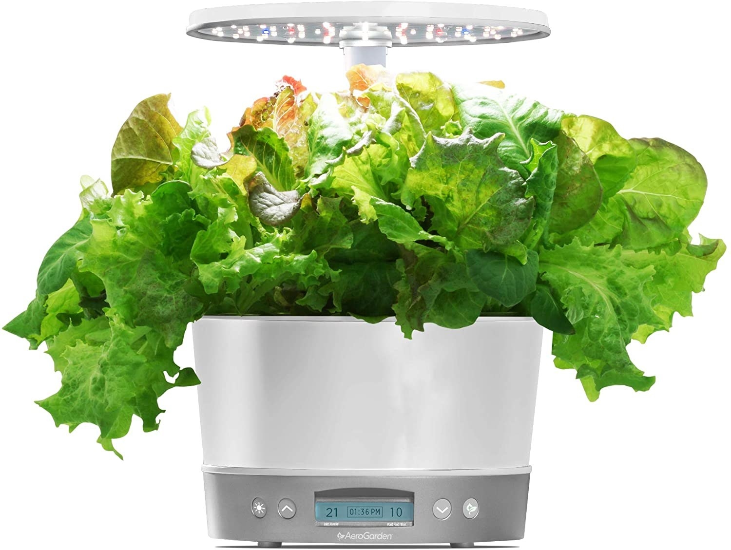 The Aerogarden filled with lettuce