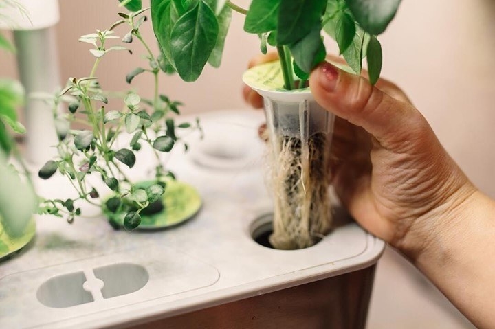 A person plugging a plant pod into their garden