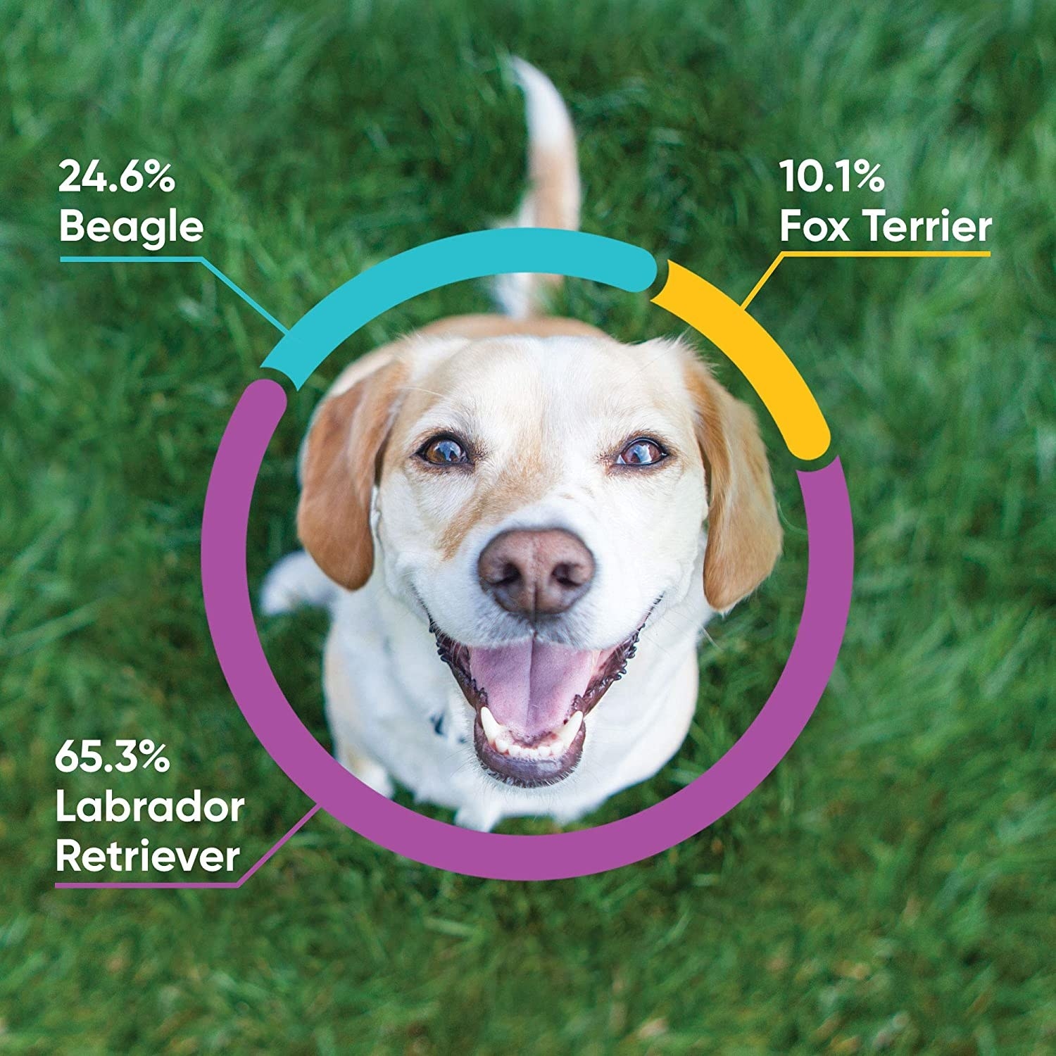 An example breakdown of breeds: 24.6% beagle, 10.1% fox terrier, and 65.3% labrador retriever