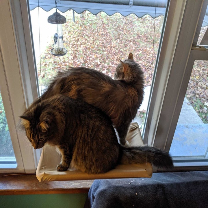 Two cats on the hammock, which is suctioned to the window