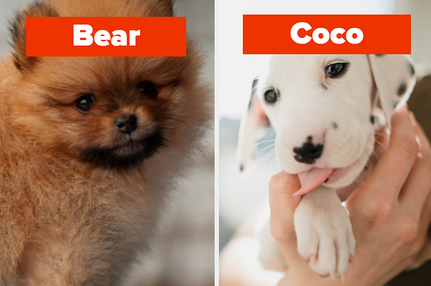 buzzfeed what dog should i get