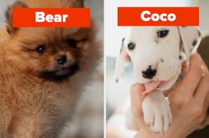 A puppy on the left is labeled "Bear" with a dog on the right labeled, "Coco"