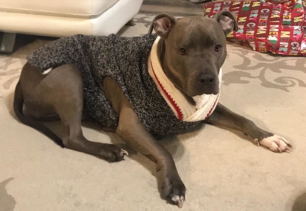 Pitbull Dog Sweater 