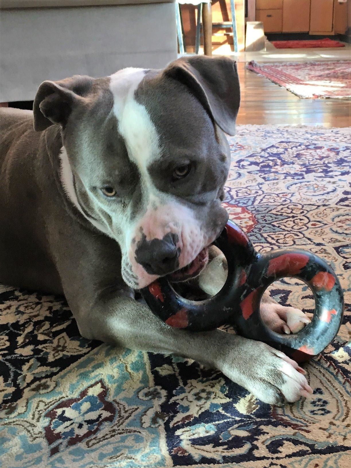 Good dog toys 2025 for pit bulls