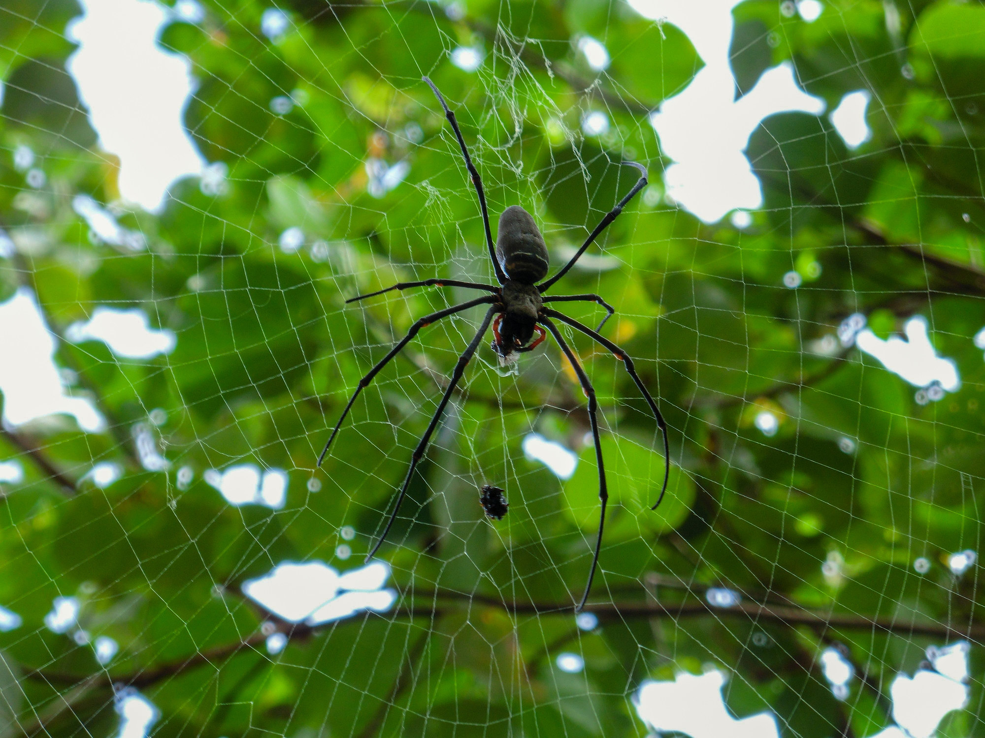 A spider in its web