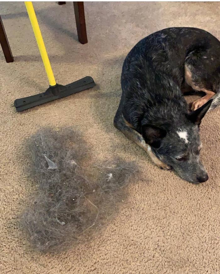 A dog laying beside a clump of his fur picked up from the carpet by the broom