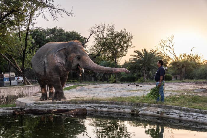 Image of Kaavan the elephant at Marghazar Zoo in Islamabad, Pakistan.